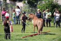 Finale départemental (95) en équifeel à Enghein-les-Bains le 9 Juin 2024