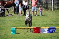 Finale départemental (95) en équifeel à Enghein-les-Bains le 9 Juin 2024